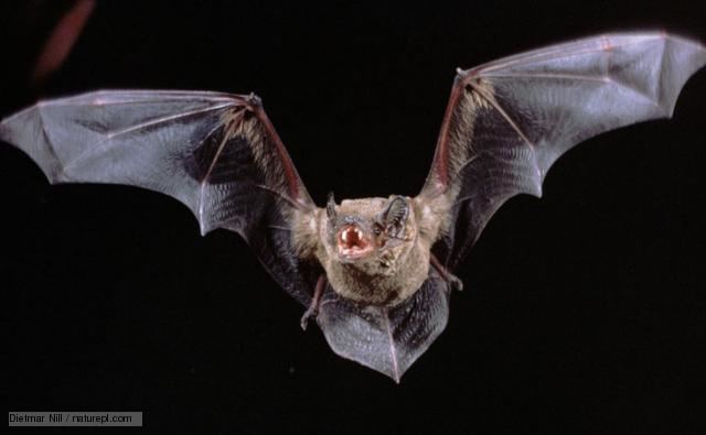 Common noctule BBC Nature Noctule bat videos news and facts