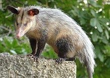 Common opossum httpsuploadwikimediaorgwikipediacommonsthu