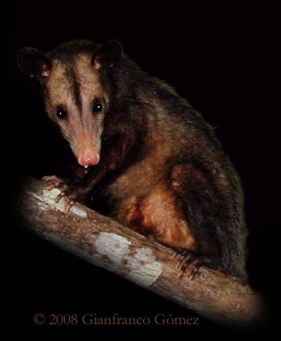 Common opossum Common Opossum Didelphis marsupialis The Night Tour Drake Bay