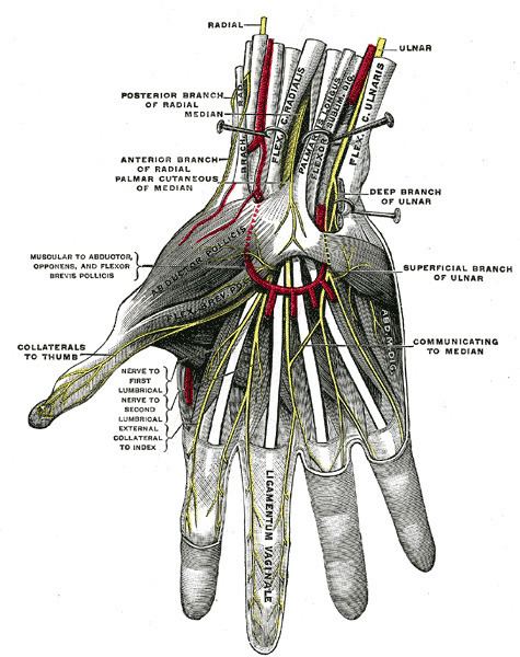 Common palmar digital nerves of median nerve