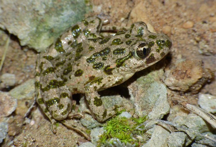 Common parsley frog httpsuploadwikimediaorgwikipediacommons88