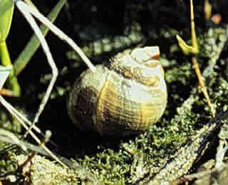 Common periwinkle Common Periwinkle