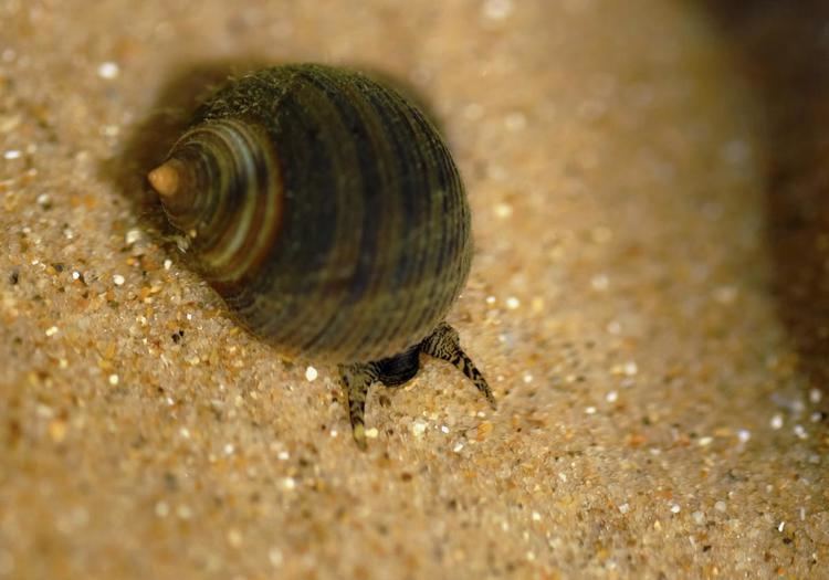 Common periwinkle Intriguing Information About Common Periwinkle Snails