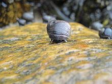 Common periwinkle httpsuploadwikimediaorgwikipediacommonsthu