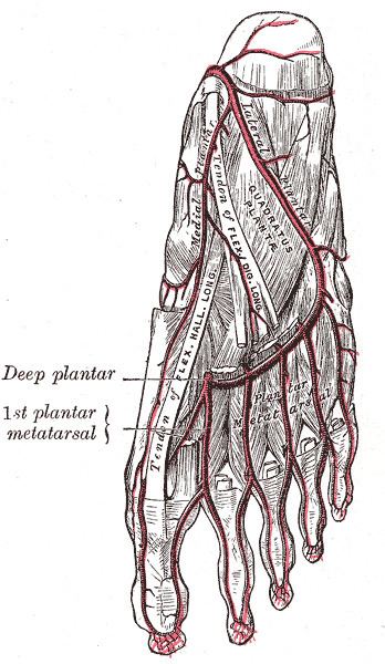 Common plantar digital arteries