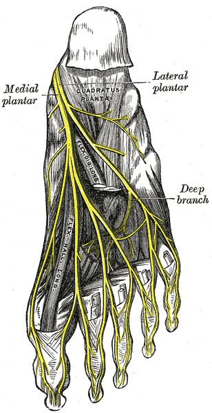 Common plantar digital nerves of medial plantar nerve