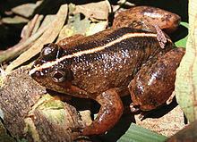 Common puddle frog httpsuploadwikimediaorgwikipediacommonsthu