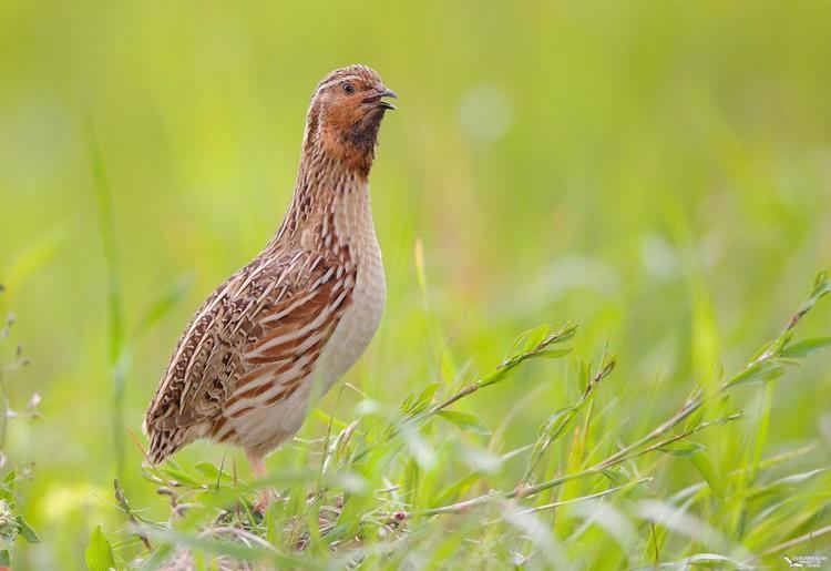 Common quail Common Quail Coturnix coturnix videos photos and sound recordings