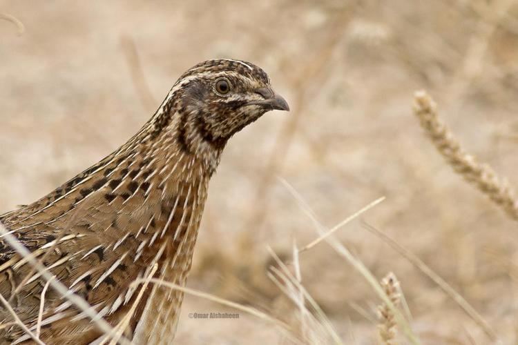 Common quail Common Quail Coturnix coturnix videos photos and sound recordings
