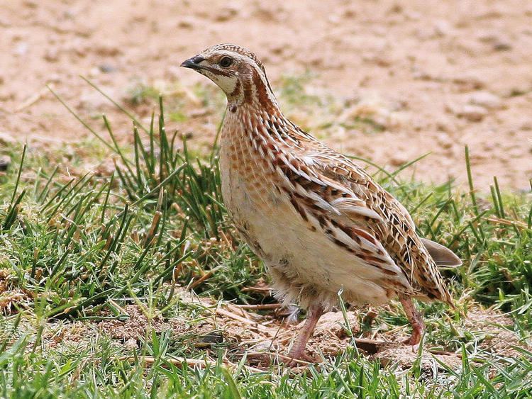 Common quail wwwkuwaitbirdsorgsitesdefaultfilesstyleslar