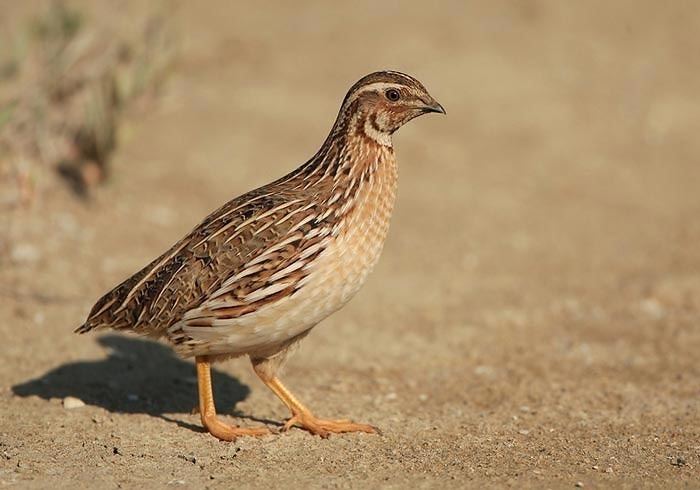 Common quail Common Quail Bird Breeds Central