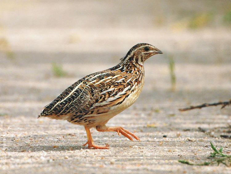 Common quail Common Quail KuwaitBirdsorg