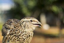Common quail Common quail Wikipedia
