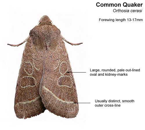 Common Quaker Quaker Moth identification
