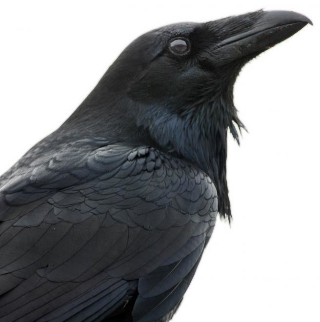 Common raven Common Raven The Audubon Birds amp Climate Change Report
