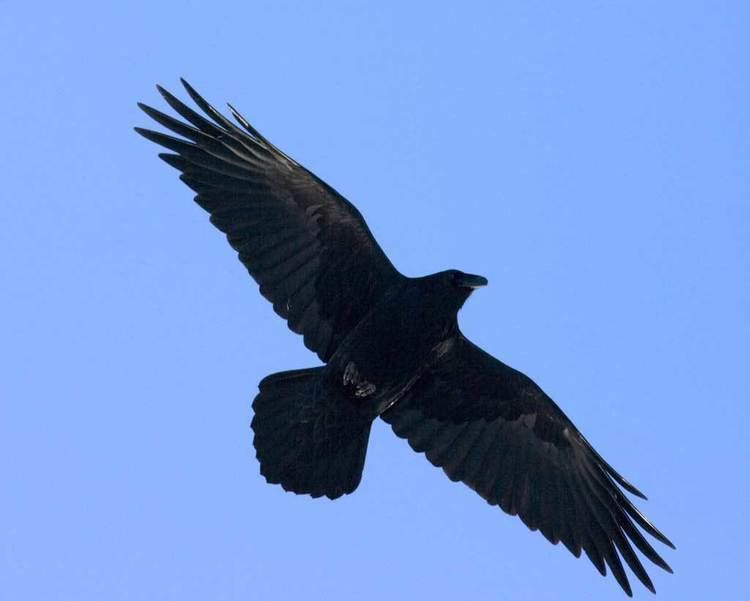Common raven Common Raven Audubon Field Guide