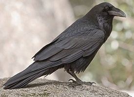 Common raven Common Raven Identification All About Birds Cornell Lab of