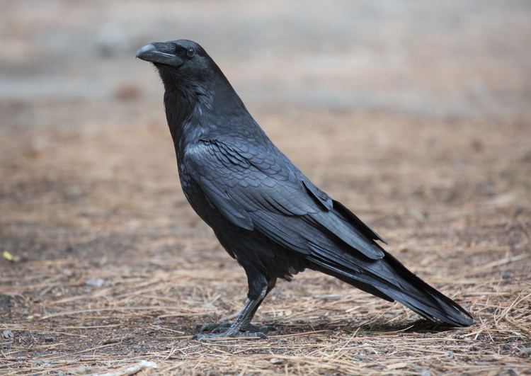 Common raven httpsuploadwikimediaorgwikipediacommons77