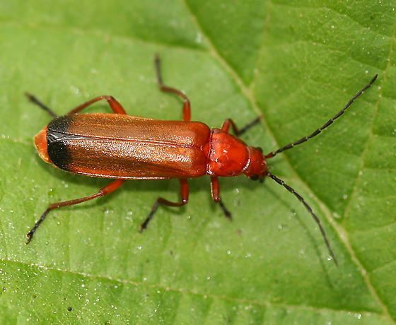 Common red soldier beetle Common Red Soldier Beetle Rhagonycha fulva BugGuideNet