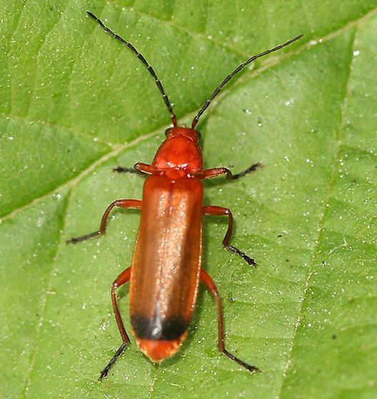 Common red soldier beetle Common Red Soldier Beetle Rhagonycha fulva BugGuideNet