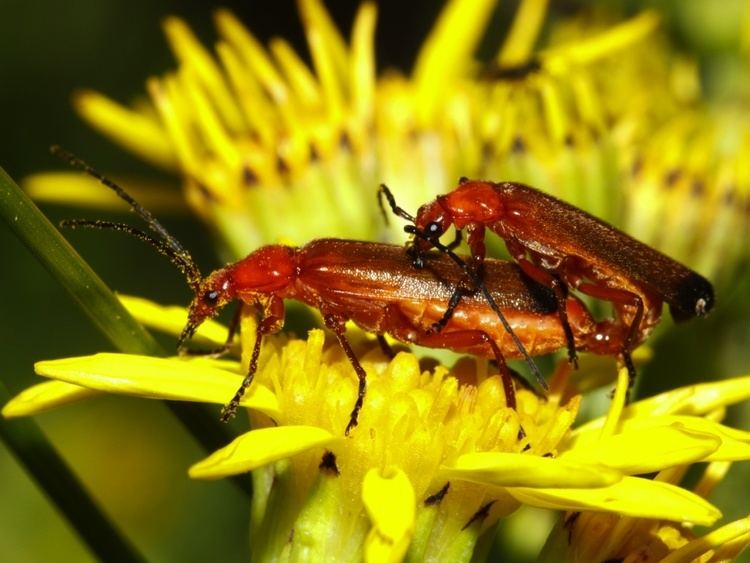 Common red soldier beetle Common Red Soldier Beetle Rhagonycha fulva NatureSpot