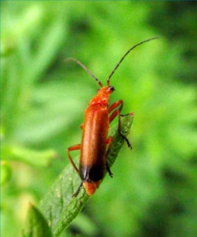 Common red soldier beetle Common Red Soldier Beetle What39s That Bug