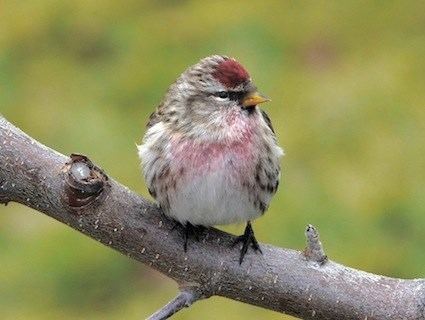 Common redpoll httpswwwallaboutbirdsorgguidePHOTOLARGEco