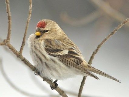 Common redpoll Common Redpoll Identification All About Birds Cornell Lab of