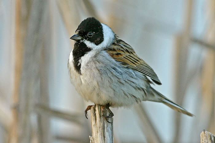 Common reed bunting vogelwartech Common Reed Bunting