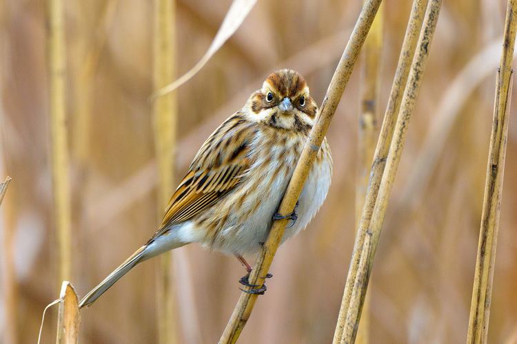 Common reed bunting Common reed bunting photo galleries Roberto Melotti Nature and