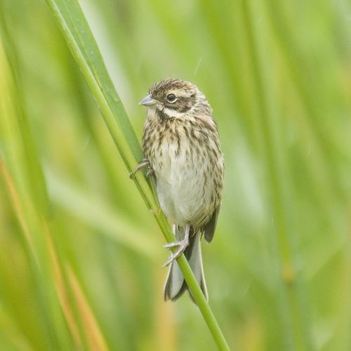 Common reed bunting Common Reed Bunting What bird is this