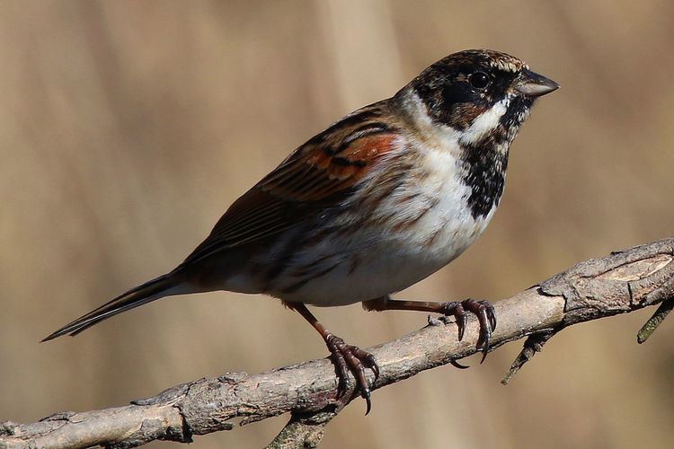 Common reed bunting Common reed bunting Wikipedia