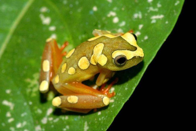 Common reed frog Frogs species profile page
