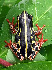 Common reed frog Common reed frog Wikipedia