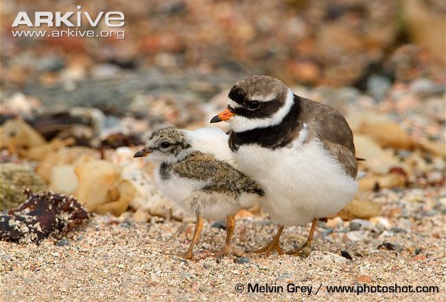 Common ringed plover Common ringed plover videos photos and facts Charadrius hiaticula