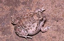 Common sand frog httpsuploadwikimediaorgwikipediacommonsthu