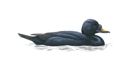 Common scoter - Alchetron, The Free Social Encyclopedia