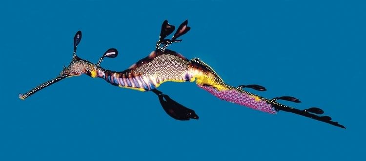 Common seadragon Port Phillip Bay Taxonomy Toolkit