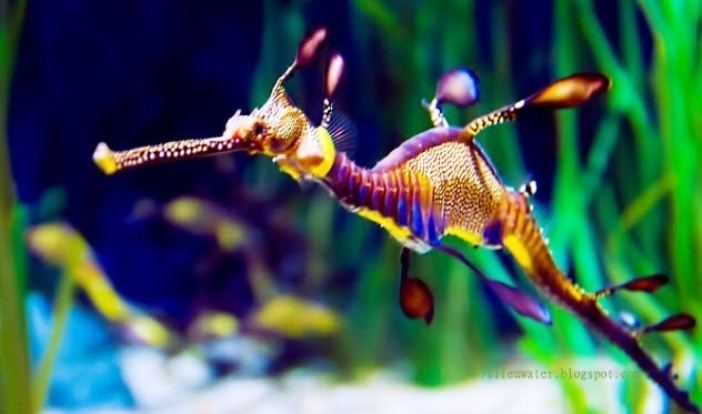 Common seadragon Life under the blue water