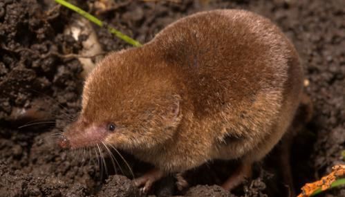 Common shrew The Wildlife Trusts