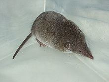 Common shrew Common shrew Wikipedia