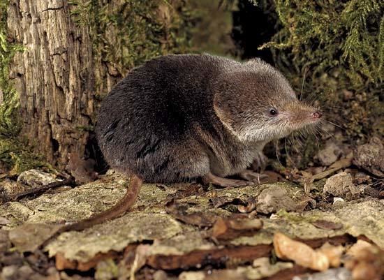 Common shrew - Alchetron, The Free Social Encyclopedia