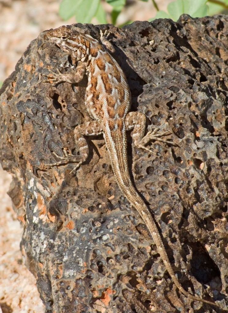 Common side-blotched lizard httpstucsonherpsocietyorgwpcontentuploads2