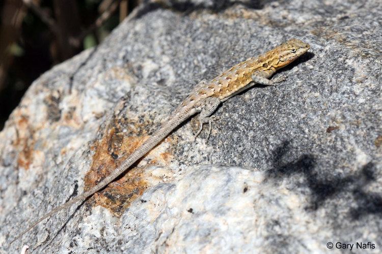 Common side-blotched lizard Western Sideblotched Lizard Uta stansburiana elegans