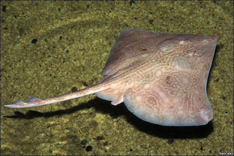 Common skate BBC In pictures Paul Kay39s Marine Fish of Wales