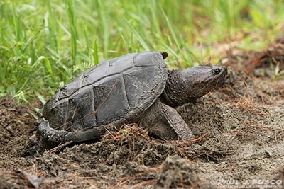 Common snapping turtle DEEP Common Snapping Turtle Fact Sheet