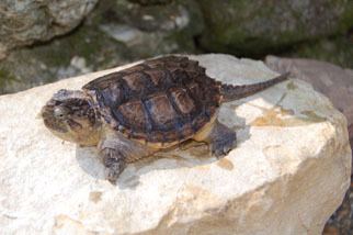 Common snapping turtle Common Snapping Turtle Outdoor Alabama