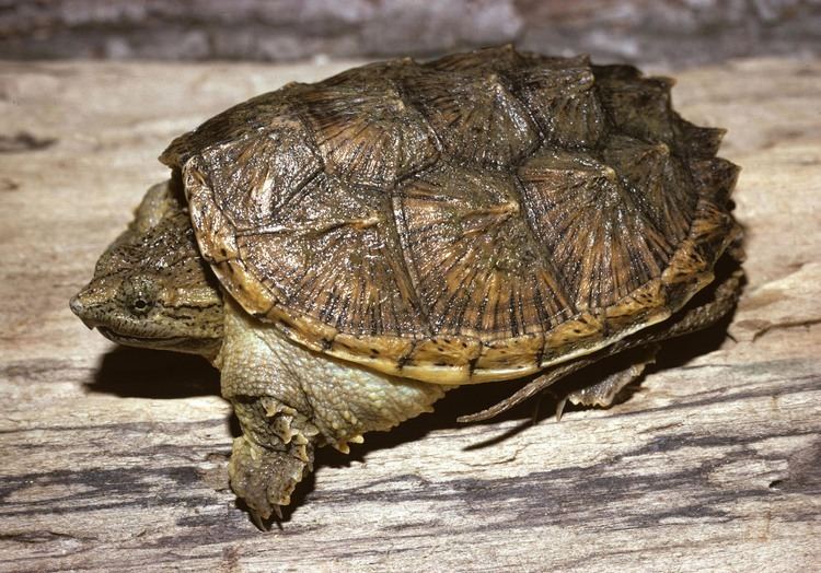 Common snapping turtle Common snapping turtle Project Noah