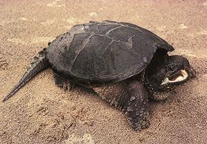 Common snapping turtle DNR Common Snapping Turtle Chelydra serpentina