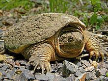 Common snapping turtle httpsuploadwikimediaorgwikipediacommonsthu